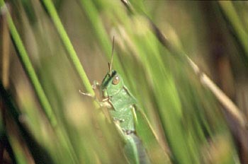 Saltamontes (Acrididae fam.)