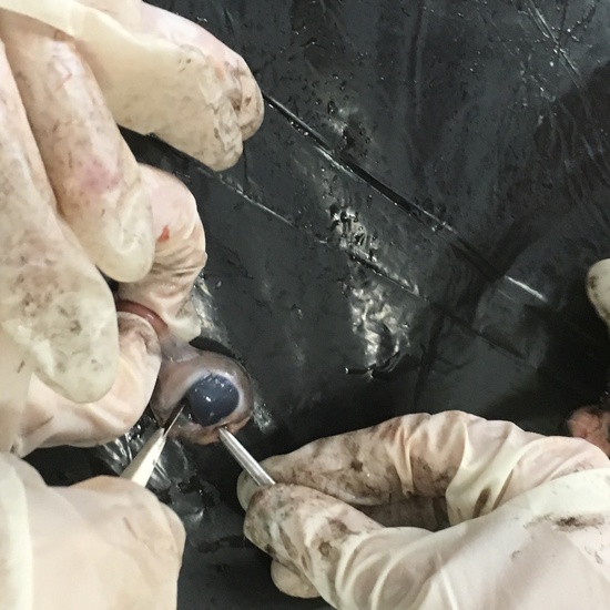 2016-11-09_DISECCION OJO CORDERO (33)