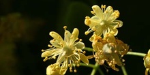 Tilo común - Flores (Tilia platyphyllos)