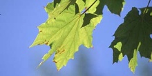 Plátano - Hojas (Platanus orientalis)