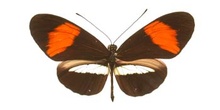 Heliconius sp. (Sudamérica)