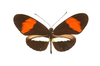 Heliconius sp. (Sudamérica)
