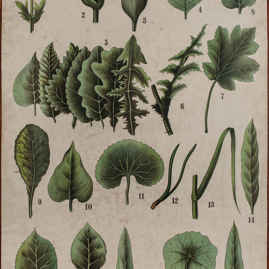 IES_CARDENALCISNEROS_BOTÁNICA_II_LÁMINAS_027