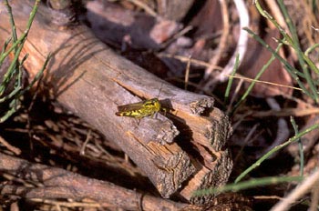 Saltamontes alpino (Miramella alpina)