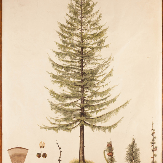 IES_CARDENALCISNEROS_ARBOLES_LAMINAS_023