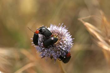 Heliotaurus ruficollis
