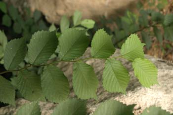 Olmo montano - Hojas (Ulmus glabra)