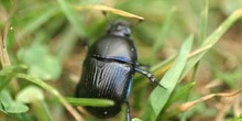 Geotrupes pyrenaeus