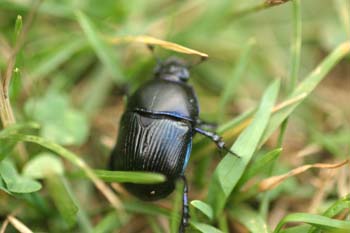 Geotrupes pyrenaeus