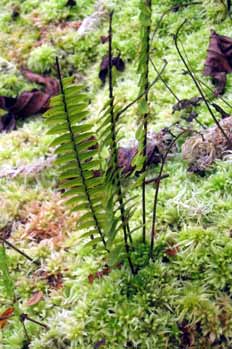 Brote de Helecho, Thelypteris, Ecuador