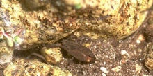 Escorpión acuático (Nepa cinerea)