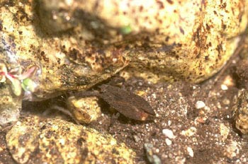 Escorpión acuático (Nepa cinerea)