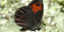 Erebia sp.