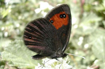 Erebia sp.