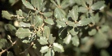 Encina - Hoja (Quercus ilex)