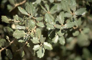 Encina - Hoja (Quercus ilex)