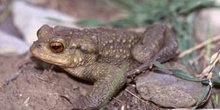 Sapo común (Bufo bufo)