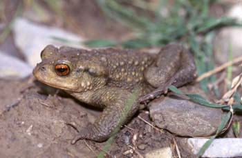 Sapo común (Bufo bufo)