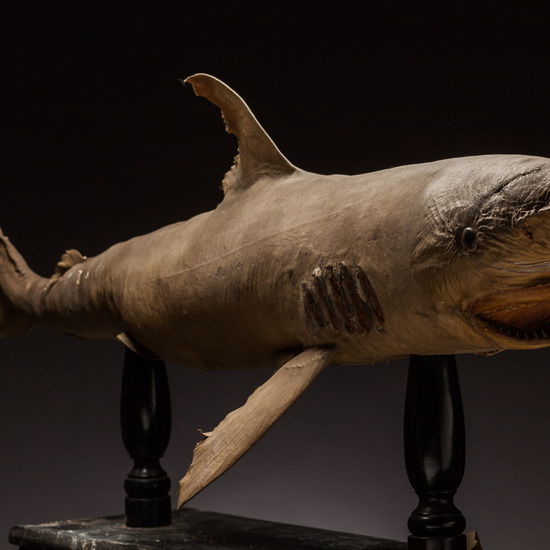 IES_SANISIDRO_BIOLOGIA_399