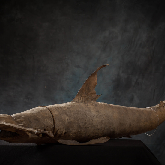 IES_SANISIDRO_MUSEO_Zoolgía_117