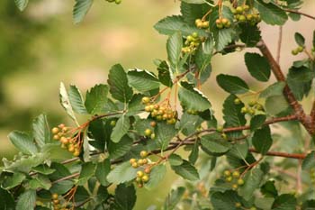 Mostajo - Fruto (Sorbus aria)