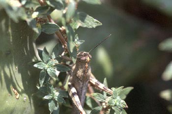 Langosta egipcia (Anacridium aegyptium)