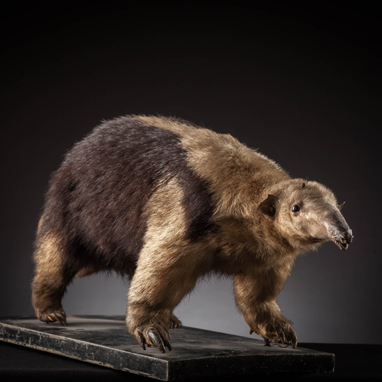 IES_SANISIDRO_MUSEO_Zoolgía_166