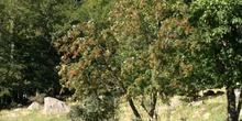 Serbal de cazadores - Porte (Sorbus acuparia)