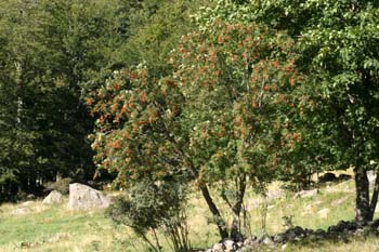 Serbal de cazadores - Porte (Sorbus acuparia)