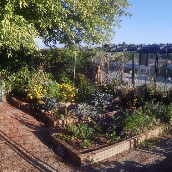 2019_05_El huerto del cole no para...CEIP FDLR_Las Rozas 20