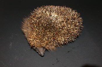 Erizo
