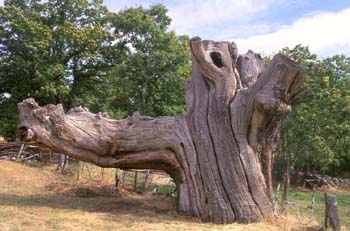 Castaño - Porte (Castanea sativa)