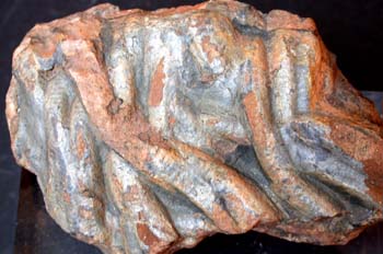 Arthrophycus alleghanien (Huella) Ordovícico