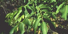 Nogal - Hoja (Juglans regia)