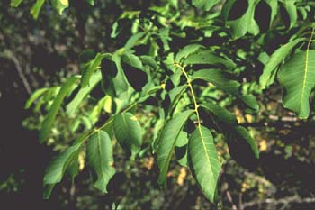 Nogal - Hoja (Juglans regia)