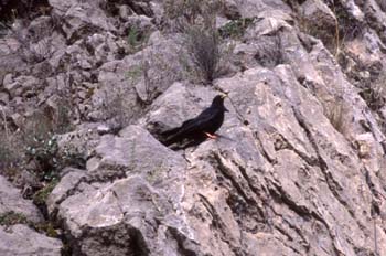 Chova Piquigualda (Pyrrhocorax graculus)