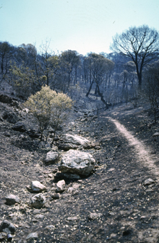 Imagen del embalse de San Juan tras un incendio, Madrid