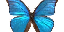 Morpho didius (Perú)