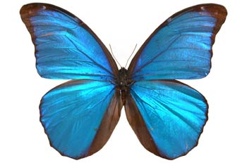Morpho didius (Perú)