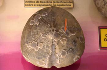 Erizo (Equinodermo) Cretácico