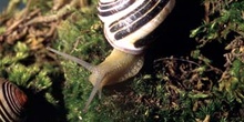 Caracol rayado (Cepaea nemoralis)