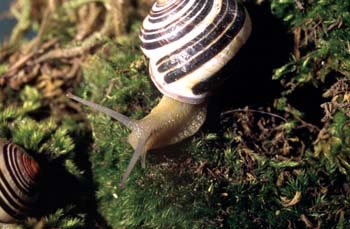 Caracol rayado (Cepaea nemoralis)