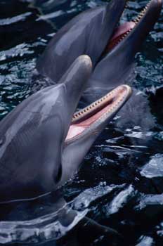Delfines