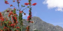 Flores, Puerto Blest, Argentina