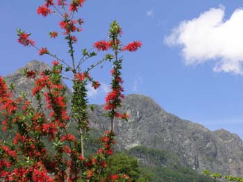 Flores, Puerto Blest, Argentina