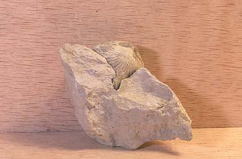 Spirifer (Braquiópodo) Jurásico