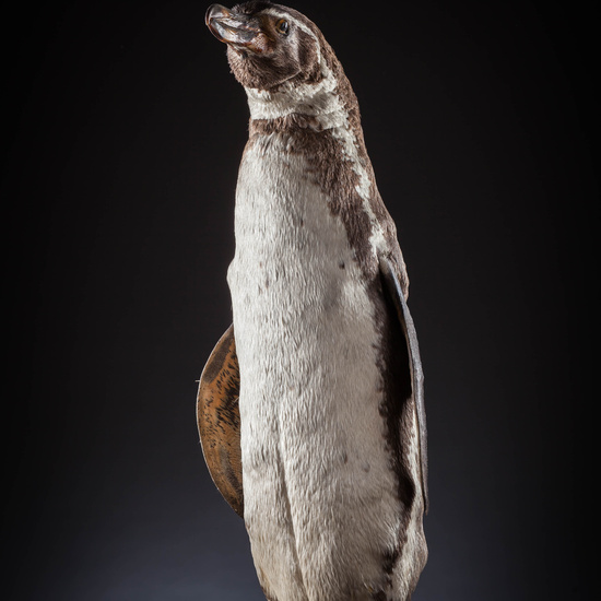 IES_SANISIDRO_MUSEO_Aves_085