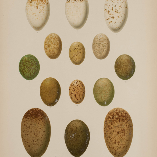 IES_CARDENALCISNEROS_AVES_LAMINAS_030