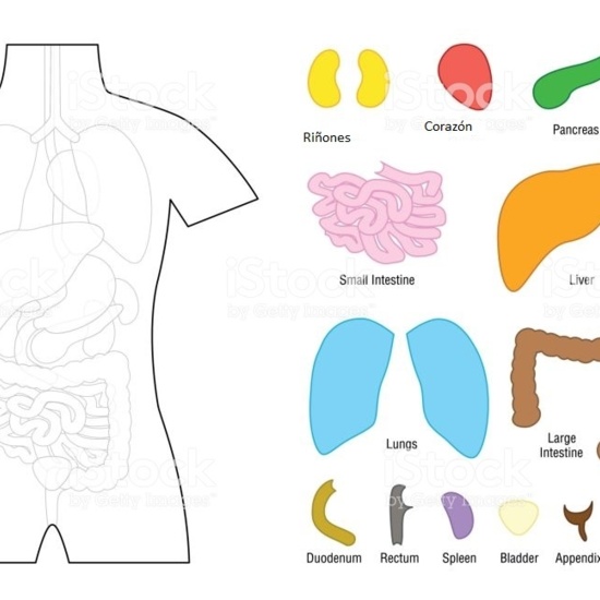 Recortable Aparato digestivo