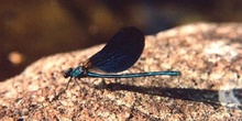 Caballito del diablo azul (Calopteryx virgo)